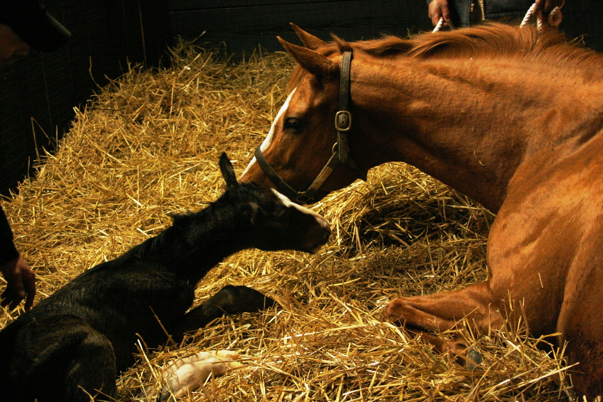 Thoroughbred Foals For Sale